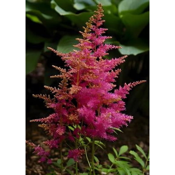Classy Groundcovers, Astilbe X arendsii 'Rheinland', Astilbe japonica 'Rheinland', Astilbe x japonica 'Rheinland' (25 Bare Root plants)
