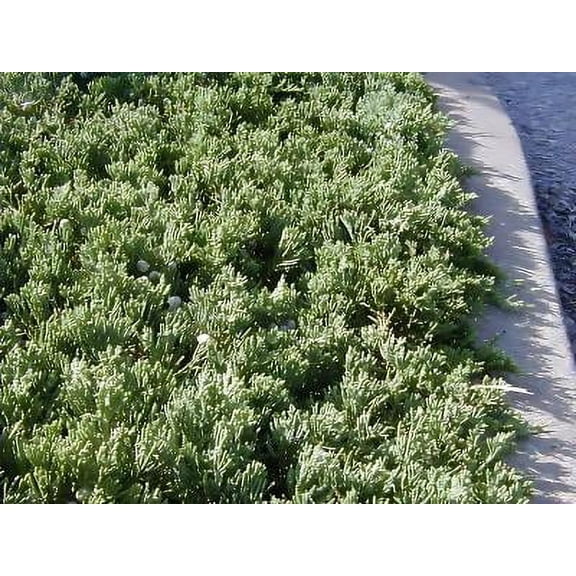 Classy Groundcovers, Blue Rug Juniper, Creeping Juniper, Wilton Carpet Juniper (25 Pots, 3 1/2 inch square)