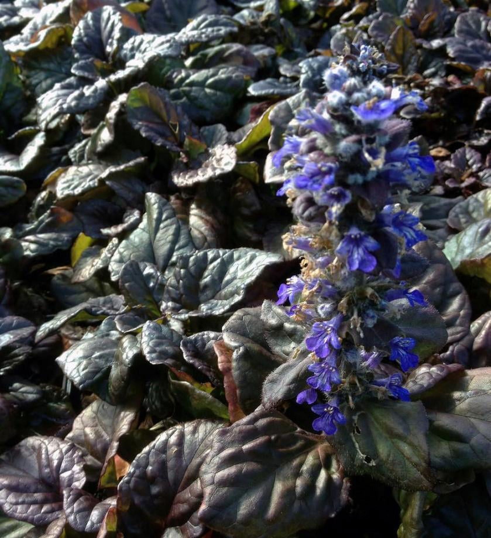 Classy Groundcovers, Bugleweed 'Catlin's Giant' Giant Bugleweed ...