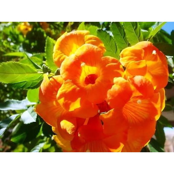 Classy Groundcovers, Campsis radicans, Bignonia radicans, Tecoma radicans, C. radicans var. aurea, C. radicans f. flava, Gelsemium radicans (25 Bare Root plants)