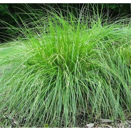 Classy Groundcovers, Carex appalachica, Similar to C. radiata, C. rosea (25 Pots, 3 1/2 inch square)