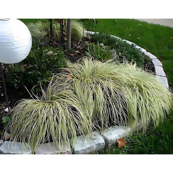 Classy Groundcovers, Carex oshimensis 'Evergold', 'Variegata', C. hachijoensis, C. morrowii, 'Aurea-variegata', 'Aureovariegata' (25 Pots, 3 1/2 inch square)