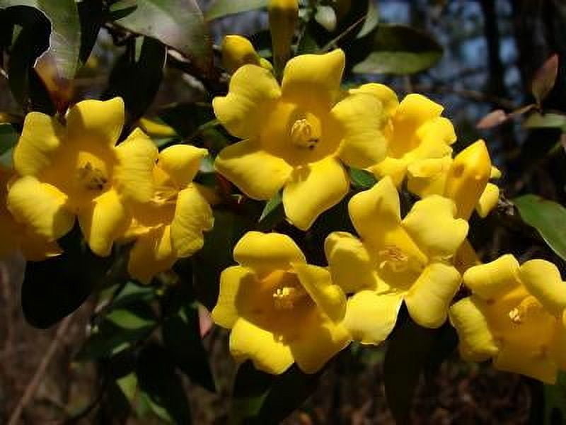 Classy Groundcovers, Carolina Jasmine, Carolina Jessamine, Yellow Jessamine, Evening Trumpetflower, Trumpet Flower, Wild Jasmine, False Jasmine {2...