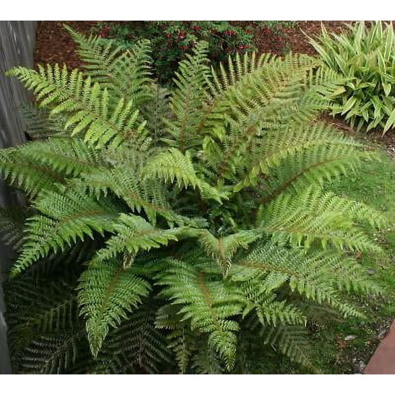 Classy Groundcovers, Cinnamon Fern, Cinnamon Brake, Buckhorn Brake (25 Bare Root plants)