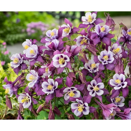 Classy Groundcovers, Columbine EARLYBIRD 'Purple White', Granny's Bonnet, Bicolor Columbine (1-Gallon pot)