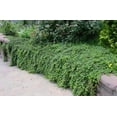 thumbnail image 1 of Classy Groundcovers, Creeping Raspberry, Creeping Bramble, Creeping Rubus, Crinkle-leaf Creeper, Trailing Raspberry (25 Pots, 3 1/2 inch square), 1 of 10
