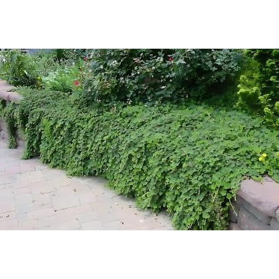 Classy Groundcovers, Creeping Raspberry, Creeping Bramble, Creeping Rubus, Crinkle-leaf Creeper, Trailing Raspberry (25 Pots, 3 1/2 inch square)