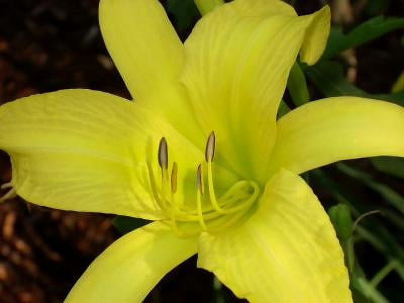 Classy Groundcovers, Daylily 'Hyperion', Heirloom Yellow Daylily ...