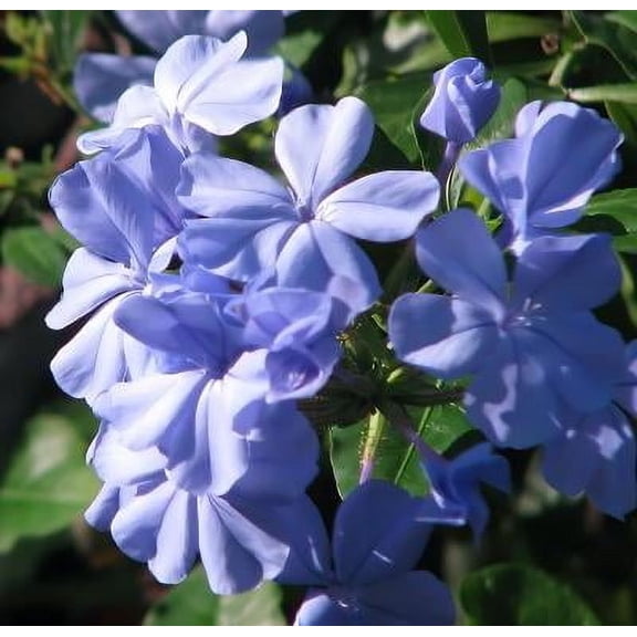 Classy Groundcovers, Dwarf Plumbago, Hardy Blue Plumbago, Blue Leadwort, Chinese Leadwort (25 Pots, 3 1/2 inch square)