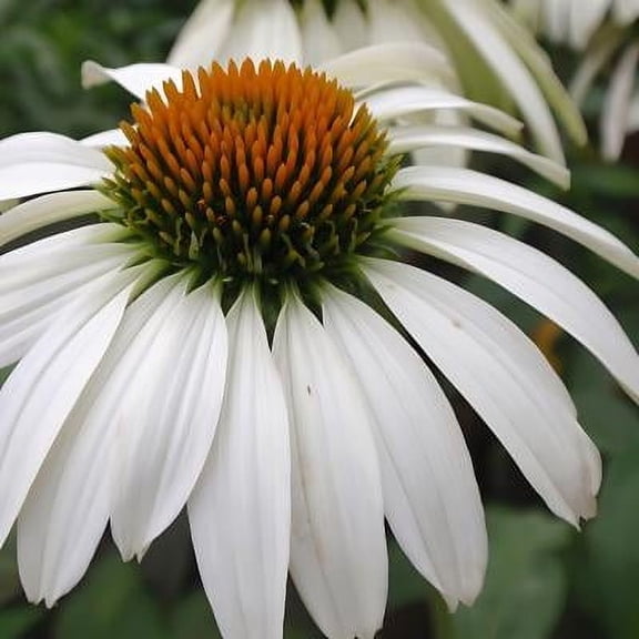 Classy Groundcovers, Echinacea purpurea 'White Swan', Brauneria purpurea, Rudbeckia purpurea (25 Pots, 3 1/2 inch square)