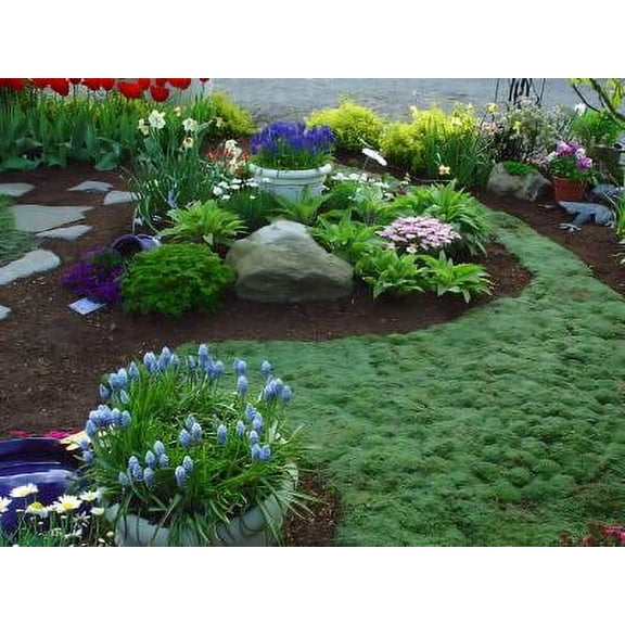 Classy Groundcovers, Elfin Creeping Thyme, Mother of Thyme, Carpet Thyme (25 Pots, 3 1/2 inch square)