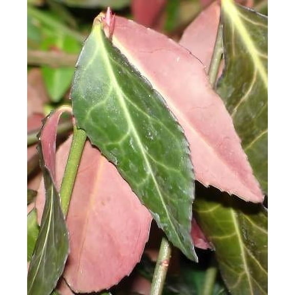 Classy Groundcovers, Euonymus fortunei 'Coloratus', E. f. radicans, E. japonicus coloratus (25 Pots, 3 1/2 inch square)