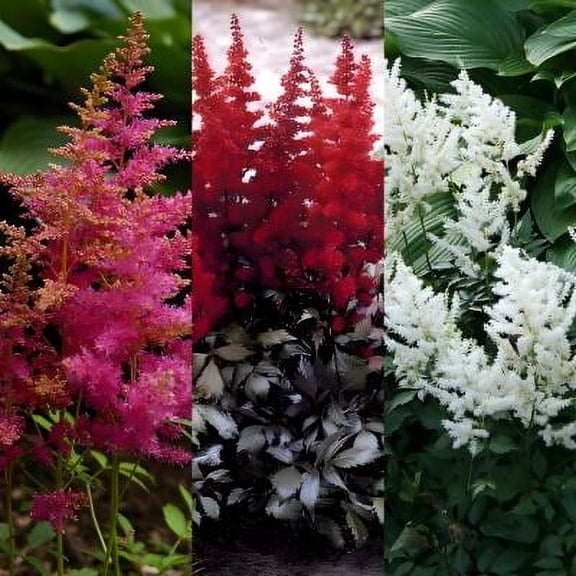 Classy Groundcovers, False Spirea (Astilbe) Mix, 10 Red, 10 White, 10 Pink (bare roots), Japanese Astilbe, False Goatsbeard Mix