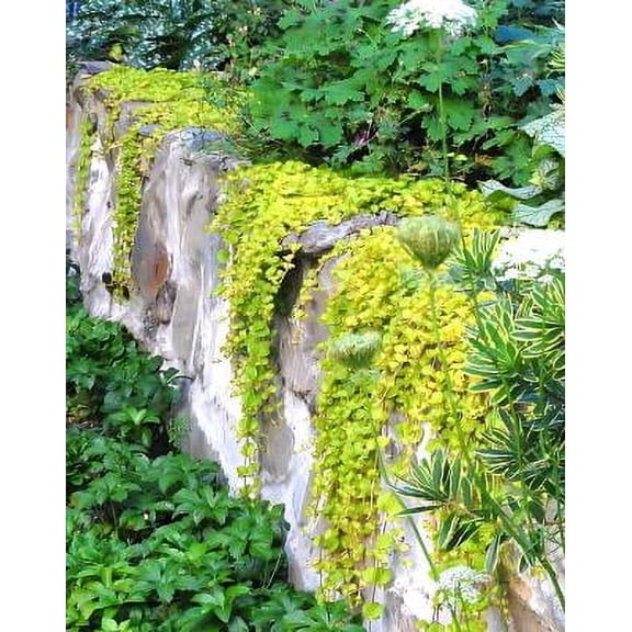 Classy Groundcovers, Golden Creeping Jenny, Golden Moneywort, Aurea Creeping Jenny (25 Pots, 3 1/2 inch square)