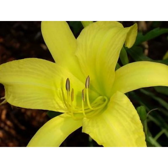 Classy Groundcovers, Hemerocallis 'Hyperion' (25 Bare Root plants)