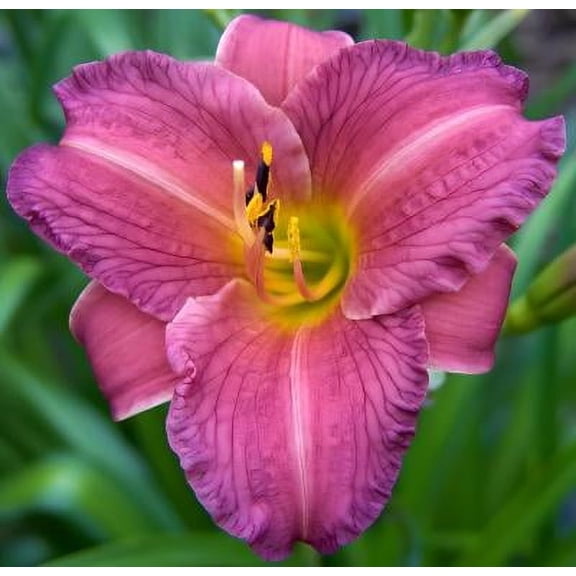Classy Groundcovers, Hemerocallis 'Purple de Oro' (25 Bare Root plants)