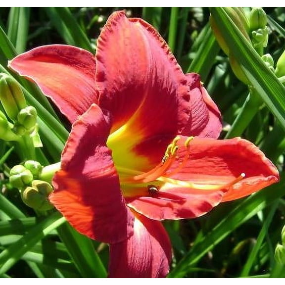 Classy Groundcovers, Hemerocallis 'Ruby Stella' (25 Bare Root plants)