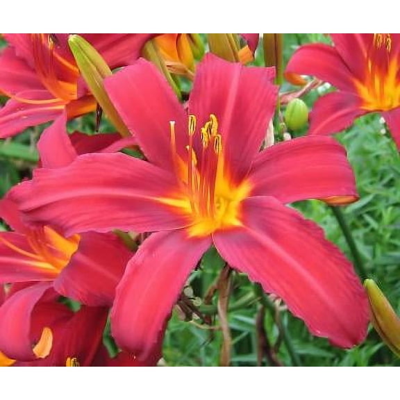 Classy Groundcovers, Hemerocallis 'Sammy Russell' (25 Bare Root plants)