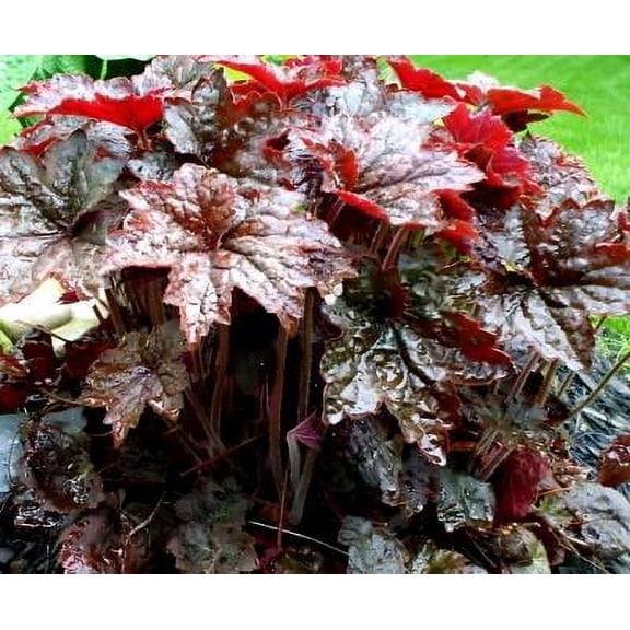 Classy Groundcovers, Heuchera micrantha 'Palace Purple', 'diversifolia', H. villosa var. macrorrhiza (25 Pots, 3 1/2 inch square)