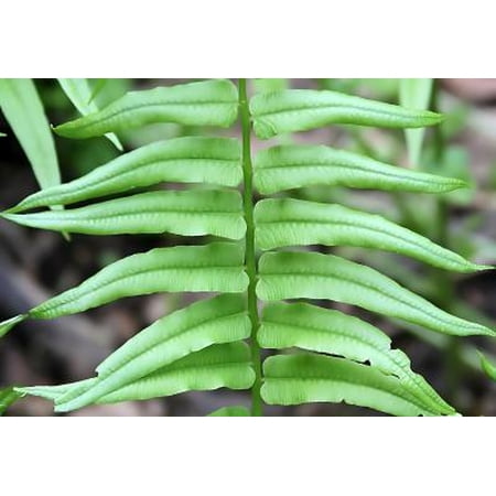 Classy Groundcovers, Homalosorus pycnocarpon, Asplenium p., pycnocarpon, Diplaziopsis p, A. angustifolium, Athyrium a., Diplazium p. Athyrium p. (25 Bare Root plants)