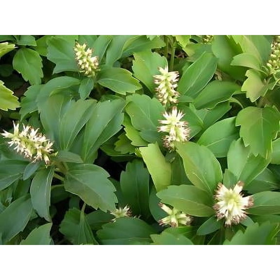 Classy Groundcovers, Japanese Spurge, Carpet Box (25 Pots, 3 1/2 inch square)