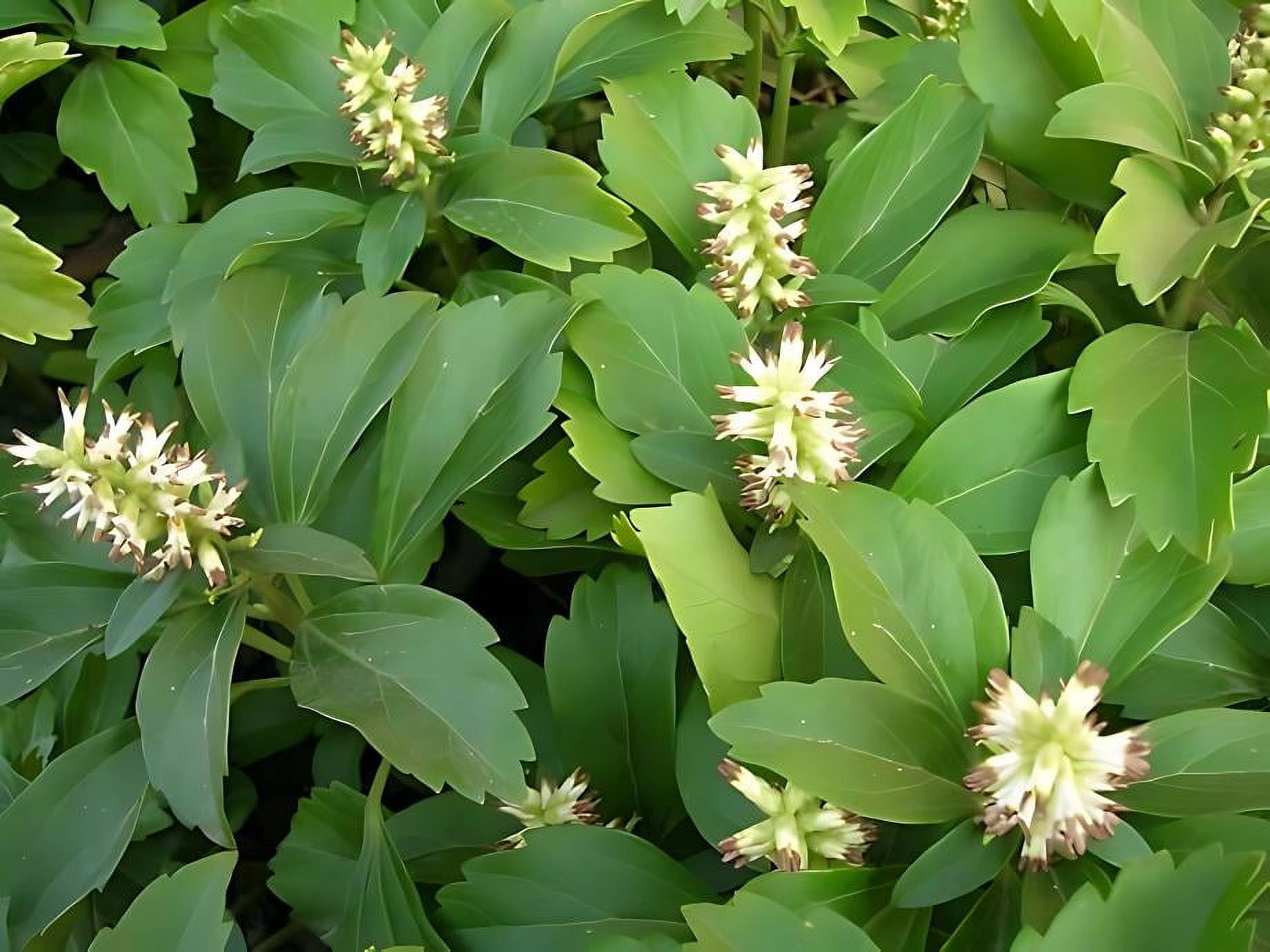 50 Bare Root Japanese Spurge Plants - Classy Comoros | Ubuy, image size:1840x1380