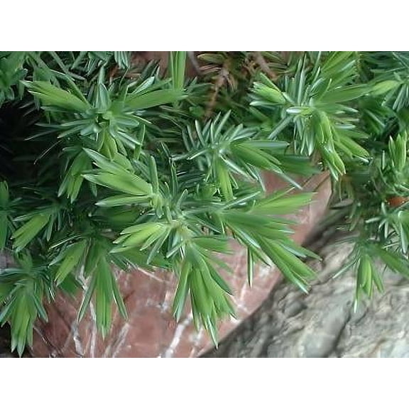 Classy Groundcovers, Juniperus conferta 'Blue Pacific', J. rigida subsp. conferta (3-Gallon pot)