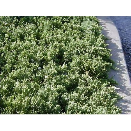 Classy Groundcovers, Juniperus horizontalis 'Wiltonii' (3-Gallon pot)