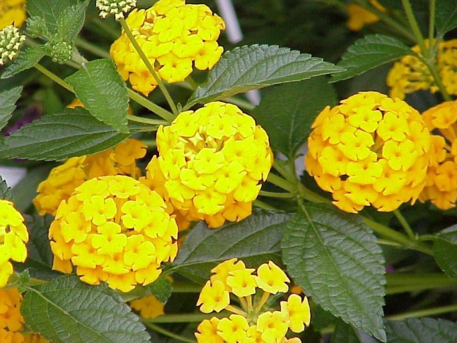 Classy Groundcovers, Lantana 'New Gold' 'Ham and Eggs' (25 Pots, 3 1/2