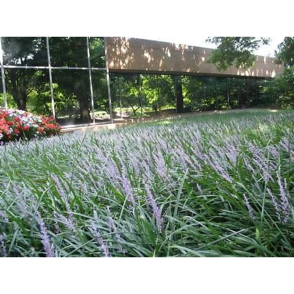 Classy Groundcovers, Lily Turf 'Big Blue', Lilyturf, Border Grass, Monkey Grass (50 Bare Root plants)