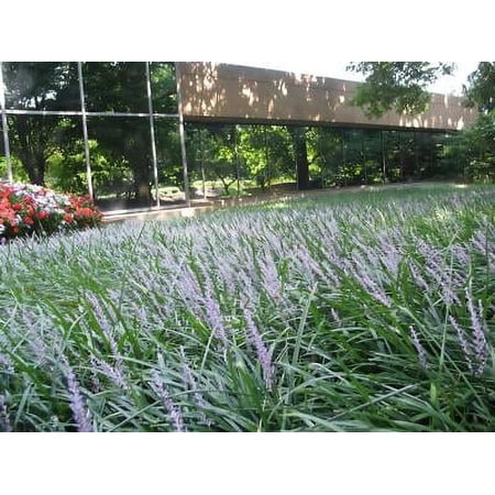 Classy Groundcovers, Lily Turf 'Big Blue', Lilyturf, Border Grass, Monkey Grass (flat of 18 Pots, 3 1/4 inch square)