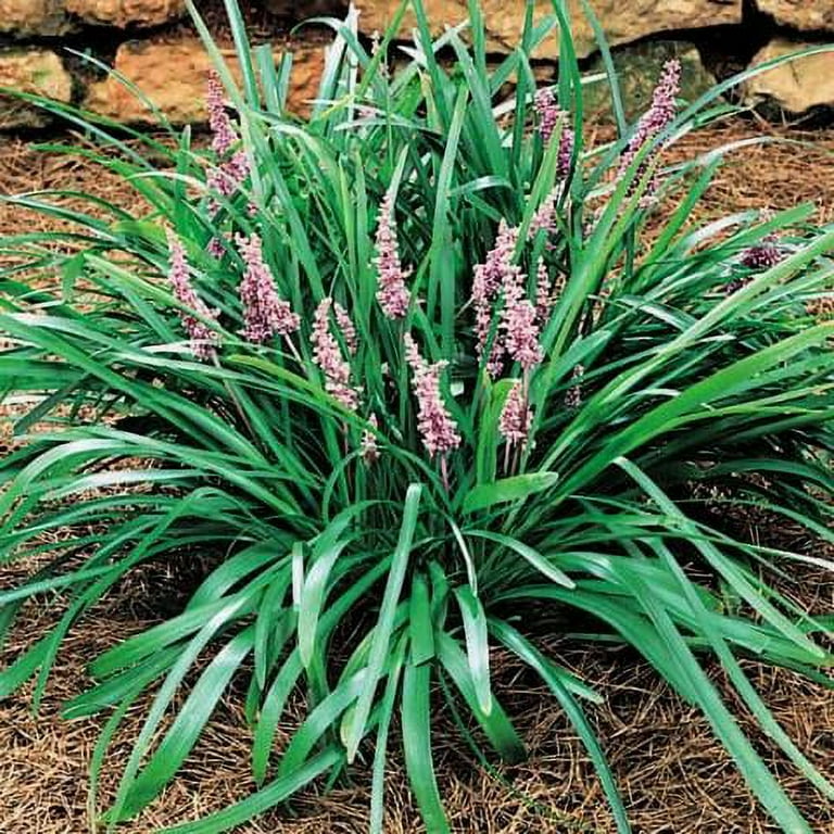 Classy Groundcovers - Lily Turf 'Christmas Tree' Lilyturf Monroe's Lilyturf,  Border Grass, Monkey Grass {25 Bare Root Plants} - Walmart.com