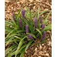 thumbnail image 1 of Classy Groundcovers, Lily Turf  'John Burch', Lilyturf, Border Grass, Monkey Grass (25 Pots, 3 1/2 inch square), 1 of 8