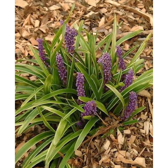 Classy Groundcovers, Lily Turf 'John Burch', Lilyturf, Border Grass, Monkey Grass (25 Pots, 3 1/2 inch square)