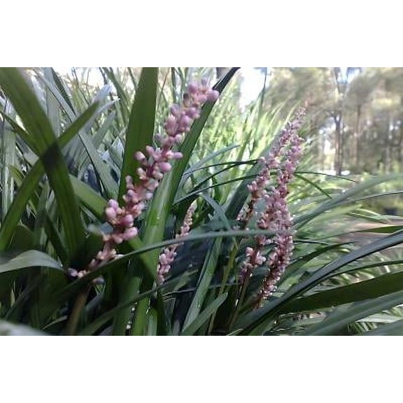 Classy Groundcovers, Lily Turf 'Samantha', Lilyturf, Border Grass, Monkey Grass (50 Bare Root plants)