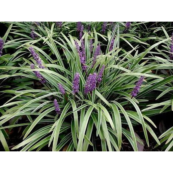Classy Groundcovers, Lily Turf 'Variegated', Lilyturf, Border Grass, Monkey Grass (25 Pots, 3 1/2 inch square)