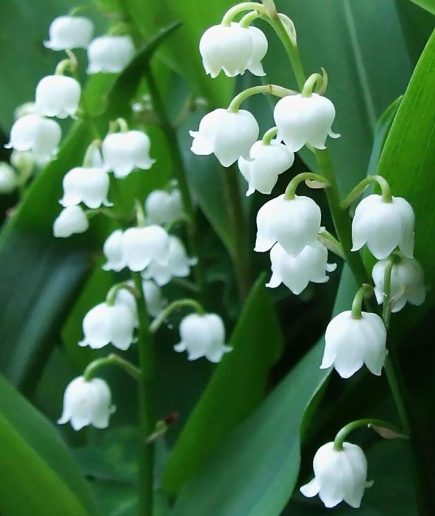 Fragrant lily of the valley typically blooms in May