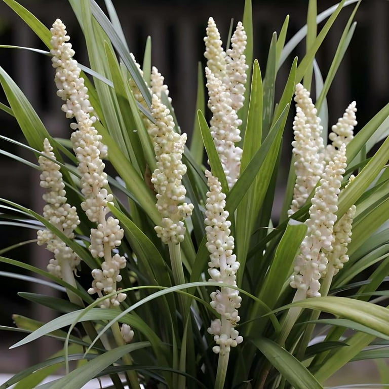 Liriope muscari monroe white discount
