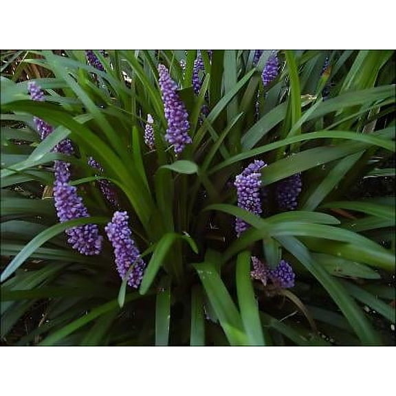 Classy Groundcovers, Liriope muscari 'Royal Purple' (25 Pots, 3 1/2 inch square)