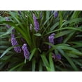 thumbnail image 1 of Classy Groundcovers, Lily Turf  'Royal Purple', Lilyturf, Border Grass, Monkey Grass (flat of 18 Pots, 3 1/4 inch square), 1 of 9