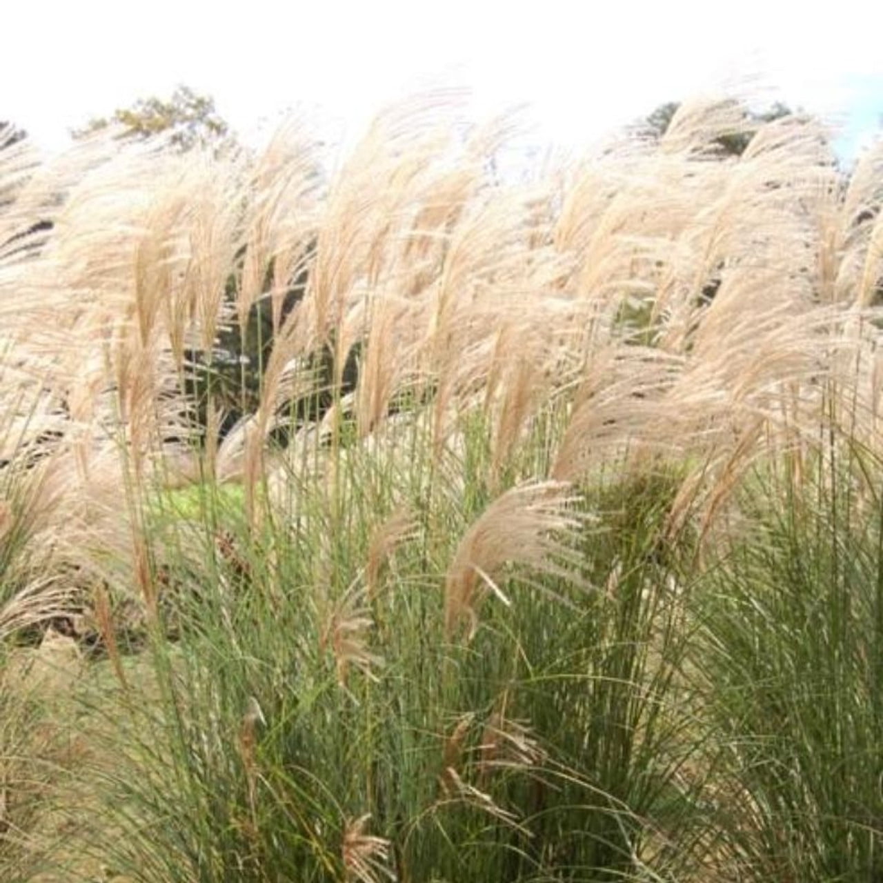 Classy Groundcovers Maiden Grass Scout - Thumbnail 2