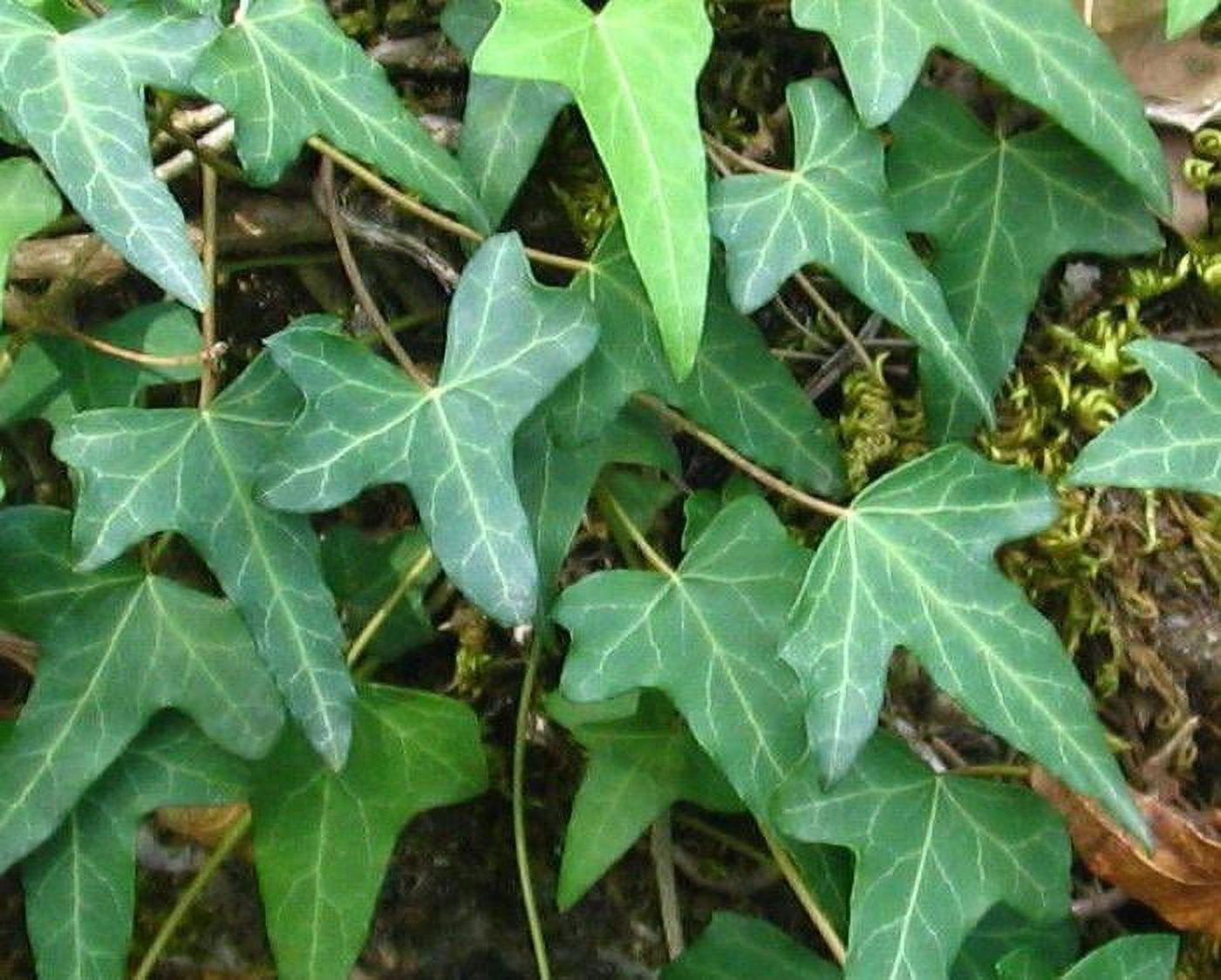 Classy Groundcovers, Needlepoint Ivy (flat of 18 Pots, 4 inch square