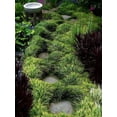 thumbnail image 1 of Classy Groundcovers, Ophiopogon japonicus, O. jaburan, O. japonica (flat of 32 Pots, 2 1/4 inch square), 1 of 10