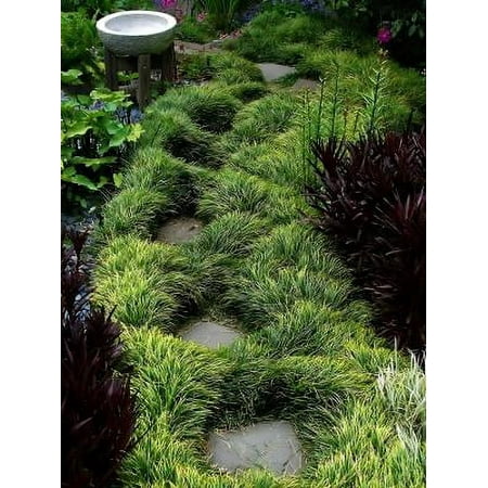 Classy Groundcovers, Ophiopogon japonicus, O. jaburan, O. japonica (flat of 32 Pots, 2 1/4 inch square)