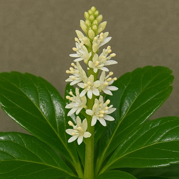 Classy Groundcovers, Shiny Japanese Spurge, Shiny Leaf Pachysandra, Japanese Pachysandra, Green Carpet (50 Bare Root plants)