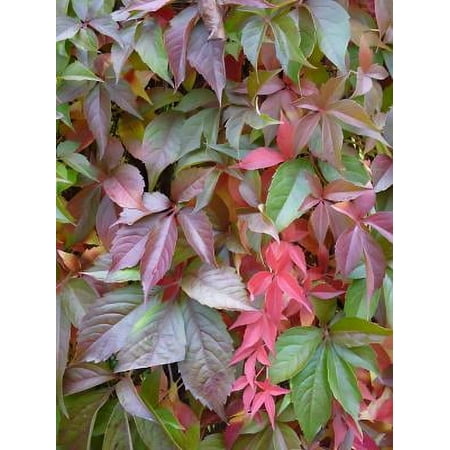 Classy Groundcovers, Parthenocissus/Ampelopsis/Psedera/Vitis quinquefolia, Vitis hederacea (2-Gallon pot)