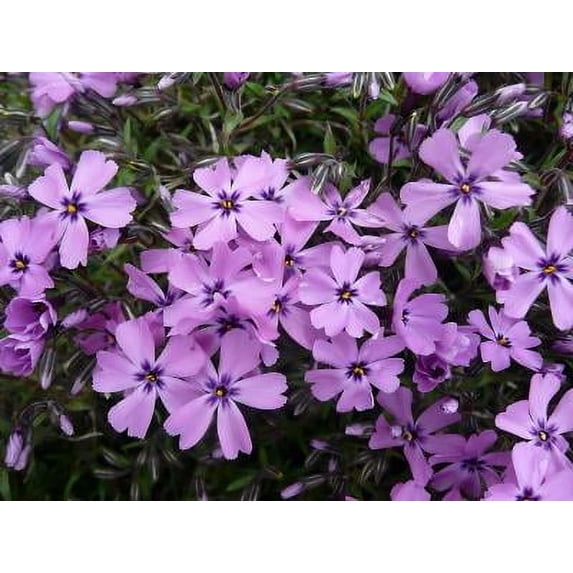 Classy Groundcovers, Phlox 'Purple Beauty', Purple Creeping Phlox, Violet Moss Phlox, Thrift, Ground Pink (25 Pots, 3 1/2 inch square)