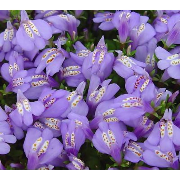 Classy Groundcovers, Purple Mazus, Purple Creeping Leopard's Tongue (25 Pots, 3 1/2 inch square)