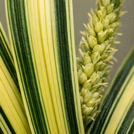 Classy Groundcovers, Sedge 'Evergold', Golden Japanese Variegated Sedge, Evergreen Striped Weeping Sedge, Oshima Sedge (25 Pots, 3 1/2 inch square)