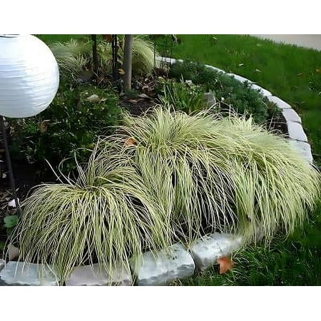 Classy Groundcovers, Sedge 'Evergold', Golden Japanese Variegated Sedge, Evergreen Striped Weeping Sedge, Oshima Sedge (flat of 18 Pots, 3 1/2 inch square)